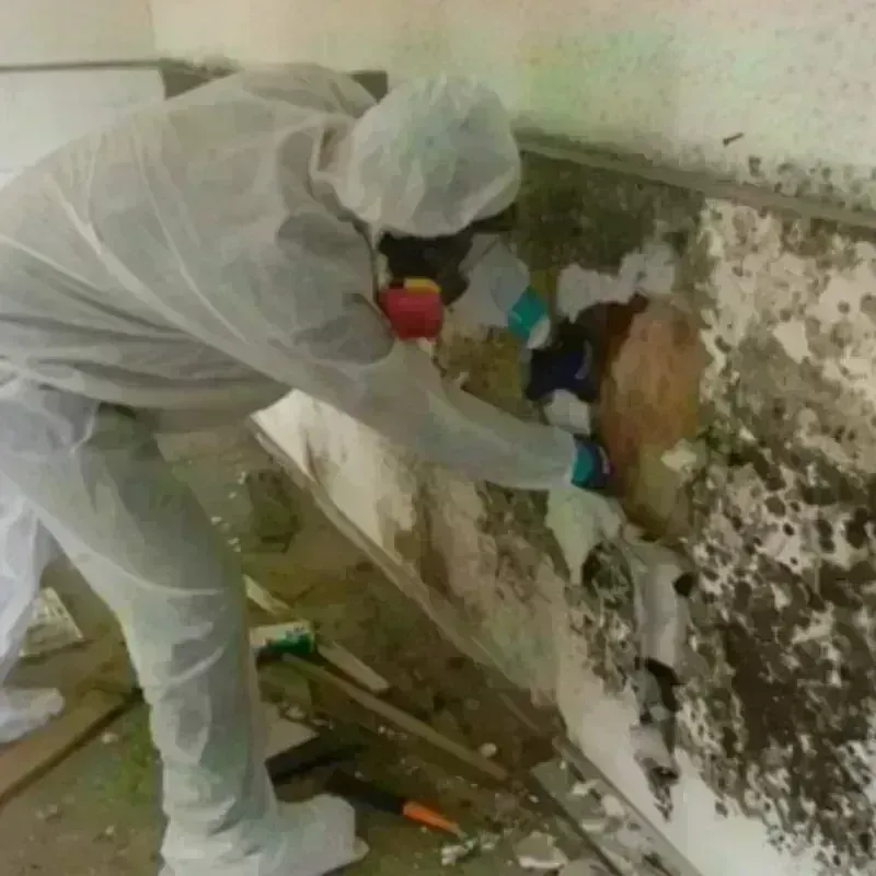 Mold Remediation and Removal in Lakewood, IL